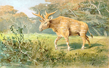 A deer-like animal wanders through a clearing.