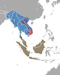 Range map showing ranges of several  species: the Sunda slow loris complex (N. coucang) in Thailand, Malaysia, and Indonesia; the Bengal slow loris (N. bengalensis) in east India, China, Bangladesh, Bhutan, Burma, Thailand, Laos, Vietnam, and Cambodia; and the pygmy slow loris (N. pygmaeus) in Vietnam and Laos.