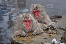 Japanese Macaques bathing in hot springs near Nagano, Japan.
