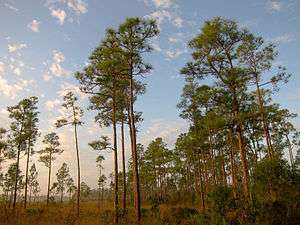 A color image of a pine rockland ecosystem showing mostly short palmettos and the tall thin trunks of South Florida slash pines