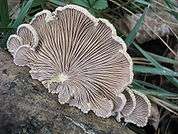 The underside of a fan-shaped mushroom cap growing on a piece of wood. The cap is light gray, has about 3 dozen lightly colored thin sections of tissue, closely spaced and arranged radially from a point originating near the surface of the wood. Four other similarly shaped smaller caps are beside or overlapping the larger cap.
