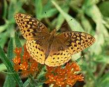 A brown and yellow butterfly alights on orange flowers.