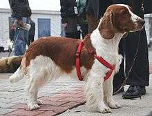 "A red and white dog in a scarlet hardness. It stands in profile, facing right."