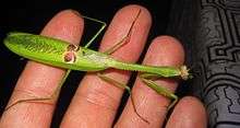 photograph of a large green adult female mantid insect in the Amazon rainforest, near Nauta, Peru