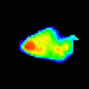 A false-color image of asteroid Annefrank showing the irregular shape of the small solar system body