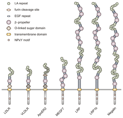 A representation of the structural differences of the LDL receptor family.