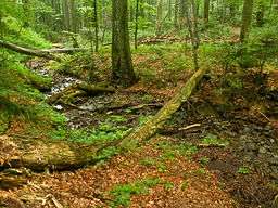 A thickly wooded green forest with a stream bed running through it on the left hand side