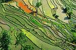 Rice Terraces in southern China.