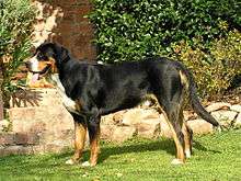 This is a side-view photograph of a Greater Swiss Mountain Dog showing a short coat and properly hangin tail.