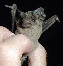 Closeup of Mexican free-tailed bat