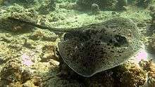 A stingray swimming over coral rubble and sand