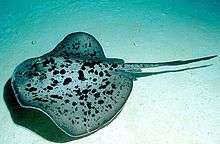 A large stingray with a mottled color pattern and thick body and tail, swimming over sand