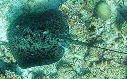 Overhead view of a stingray on reef, showing its nearly circular shape