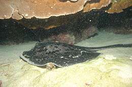Side view of a stingray resting on a patch of sand beneath a coral ledge