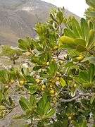 Leaves and green fruits, mountain in the background