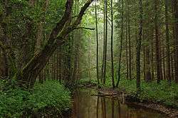 A forest in Estonia, on the banks of the Tarvasjõgi river.