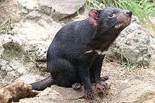 A Tasmanian devil with a horizontal white stripe below its neck is sitting on some rocks and pointing its neck 45 degrees above horizontal.
