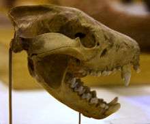 A skull suspended from the rear on a thin post, shown in profile, with the jaw open at around 45 degrees, showing large canines and a large bone joint for the jaw. More bones can be seen in the background.