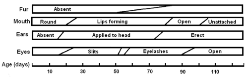 Black and white diagram indicating various points in a devil's development. Fur is absent until its development from days 50 to 85. The mouth begins round and the lips form from around days 20 to 25. The lips open from around days 80 to 85. They become unattached from their mother at around 100 to 105 days. The east are absent at birth and develop from around days 15 to 18. They are applied to the header until becoming erect from around 72 to 77 days. The eye slits develop around 20 days, and eyelashes between 50 and 55 days. The eyes open between 90 and 100 days.