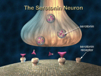 Serotonin binds to receptors on neurons.