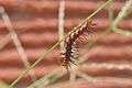 The caterpillar or larve of Tawny Coster (হরিনছড়া) ((Acraea terpsicore)) WLB DSC 0006.jpg