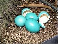 Eggs with glossy, blue-green shells