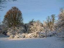 Trees on a snowy Norton Common