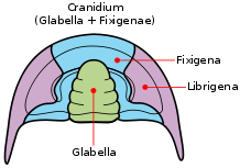 Labeled diagram of major parts of the cephalon