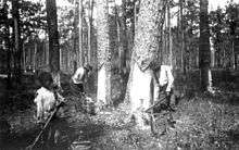 A black and white photograph of a black youth and two black males harvesting sap from pine trees in the woods