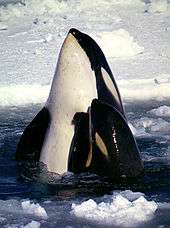 Killer whale mother and calf extending their bodies above the water surface, from pectoral fins forward, with ice pack in background
