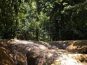 Rocky ground within a tropical forest.