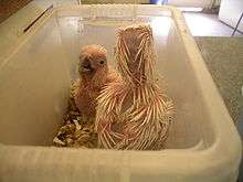 Two pink-skinned chicks sparsely covered with incompletely formed whitish feathers standing in a plastic bowl. The pre-feathers are round and pointed and are pinkish towards the base fading to white at the tips