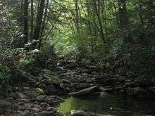 A small stream flows over smooth rocks through lush green vegetation. Sunlight reflects off some leaves while other places are in deep shade.
