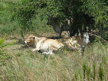 Two tan cows lie in tall grass, while others stand behind them in the shade