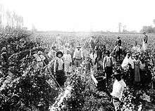Harvest in the San Juan Region 1890