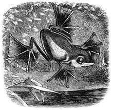 Engraving of a frog