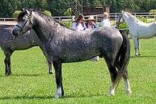 A standing dappled gray pony