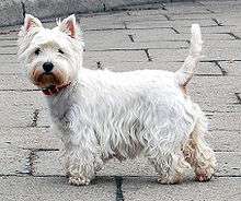 A small completely white terrier with standing up ears turns to face the camera: It has a shaggy coat, and its tail is raised.