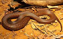 Western Brown snake.jpg