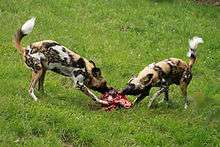 Two dogs sharing a meal.