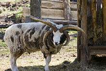 Photograph of a multi-horned Jacob ram with fully grown horns at Wildpark Schloss Tambach, Weitramsdorf, Germany