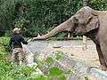 Wroclaw zoo 12 slon indyjski.jpg