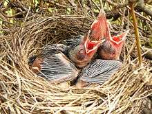 Three small chicks with open red mouths in a nest