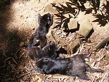 A view from directly above three devils lying with bodies almost touching, on dry leaves, dirt and rocks, under bright sunshine.