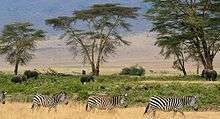 A family of zebras walking through a plain, with four elephants and a few trees wandering in the background.