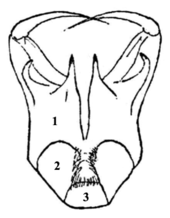 Diagram of the mouthparts of a male Z. sexpunctatus (ventral view)