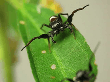 Photograph showing ritualized agonistic behavior between Z. sexpunctatus males